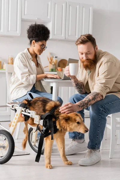 Bearded man holding cup near handicapped dog and african american girlfriend using laptop at home — Stock Photo