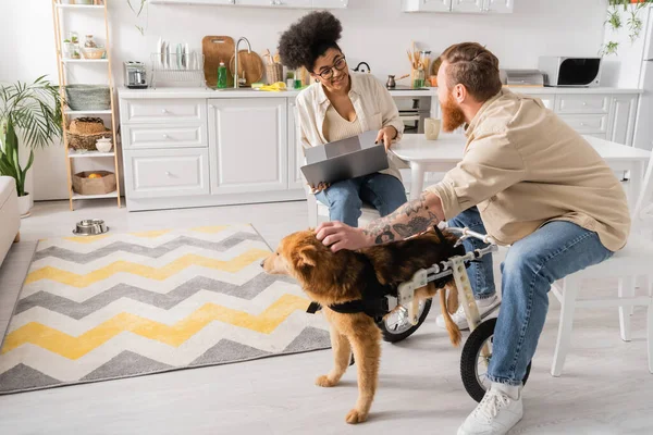 Africano americano mujer sosteniendo portátil y hablando con novio cerca discapacitado perro en casa - foto de stock