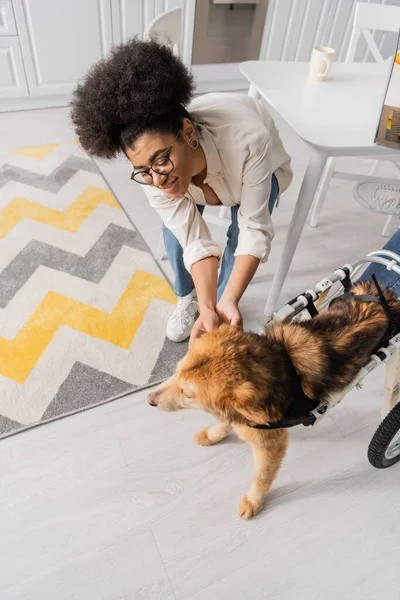 High angle view of smiling african american woman petting disabled dog in kitchen — Stock Photo