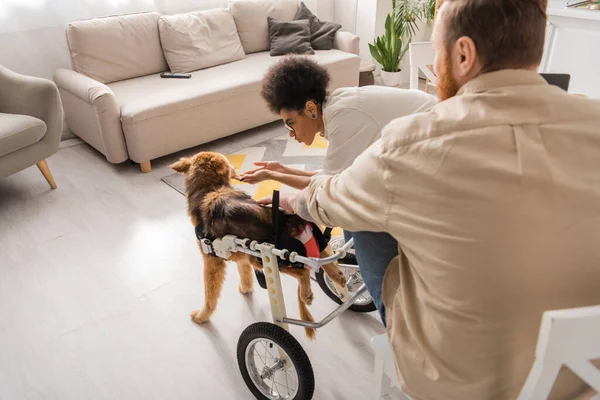 Africano americana mujer acariciando discapacitado perro cerca borrosa novio en casa - foto de stock