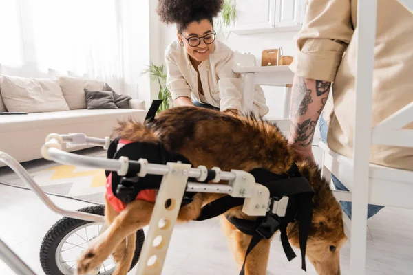 Cheerful african american woman sitting near handicapped dog and tattooed boyfriend at home — Stock Photo