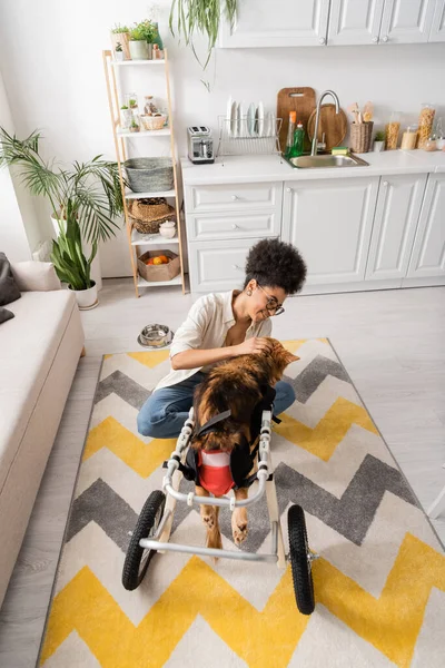 Vue grand angle d'une femme afro-américaine souriante caressant un chien handicapé en fauteuil roulant à la maison — Photo de stock
