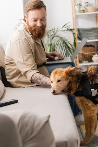 Улыбающийся мужчина с ноутбуком и ласкающий собаку-инвалида дома — стоковое фото
