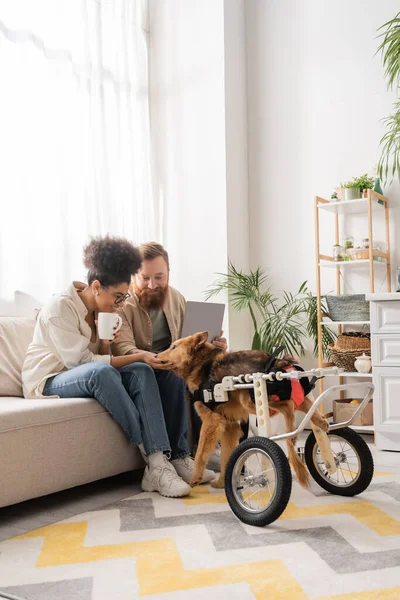 Sorridente coppia multietnica con caffè e laptop accarezzando cane disabile a casa — Foto stock