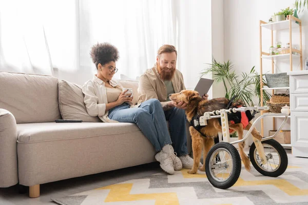 Smiling multiethnic couple with coffee and laptop looking at disabled dog in wheelchair at home — Stock Photo
