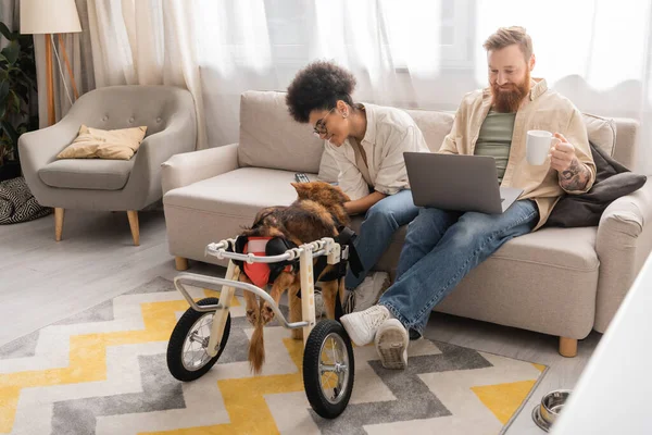 Homem barbudo segurando café e usando laptop perto da namorada americana africana com cão com deficiência em casa — Fotografia de Stock