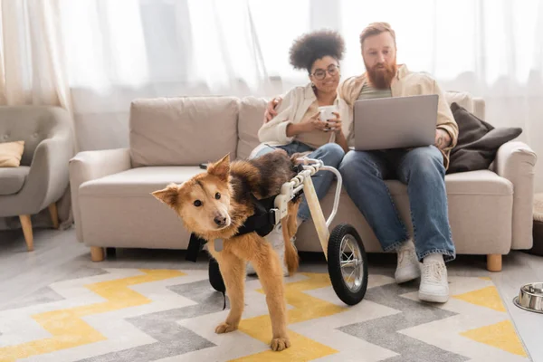 Інвалідний собака в інвалідному візку біля розмитої багатоетнічної пари, використовуючи ноутбук вдома — стокове фото