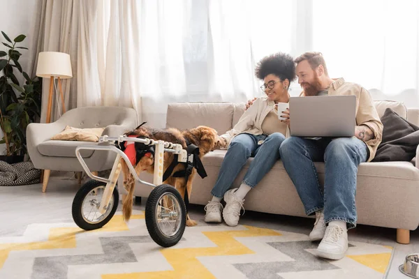 Sonriente pareja multiétnica con portátil y café mirando perro discapacitado en casa - foto de stock