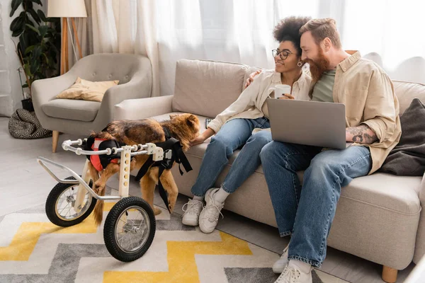 Casal multiétnico positivo com café e laptop olhando para o cão deficiente na sala de estar — Fotografia de Stock