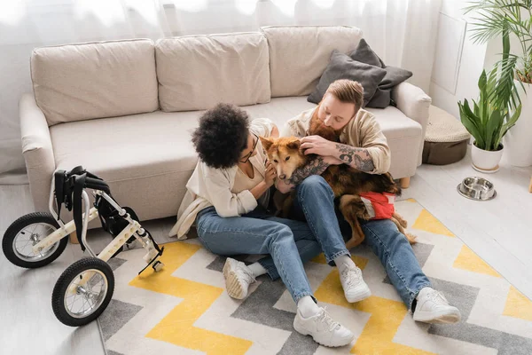 Pareja multiétnica sosteniendo perro discapacitado cerca de silla de ruedas y sofá en casa - foto de stock