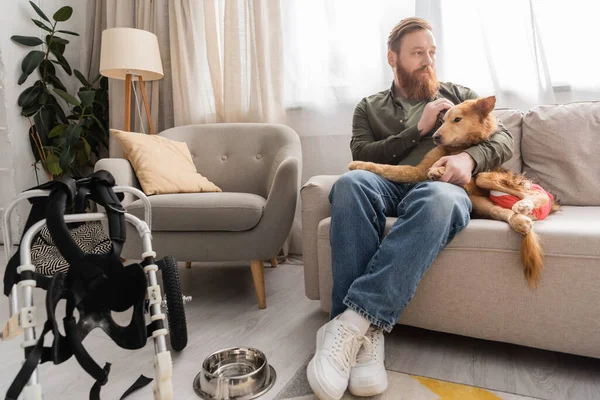 Uomo barbuto accarezzare cane handicappato sul divano vicino sedia a rotelle e ciotola in soggiorno — Foto stock