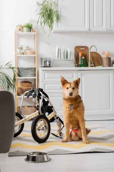 Собака з інвалідністю дивиться на камеру біля інвалідного візка і чаші вдома — стокове фото