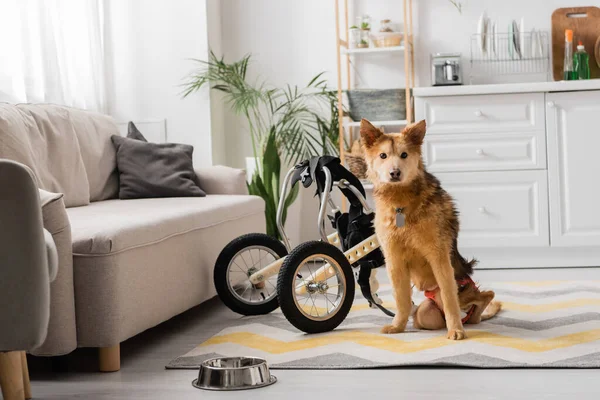 Perro con necesidad especial mirando a la cámara cerca de cuenco y silla de ruedas en casa - foto de stock