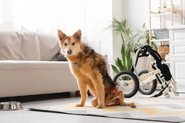 Собака-инвалид смотрит в камеру, сидя дома на ковре возле инвалидного кресла — стоковое фото