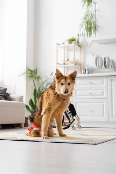 Handicapped dog looking at camera near blurred wheelchair at home — Stock Photo