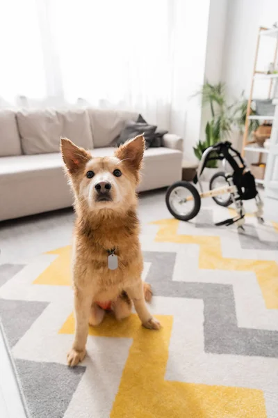 Cão deficiente sentado no tapete perto de cadeira de rodas borrada na sala de estar — Fotografia de Stock