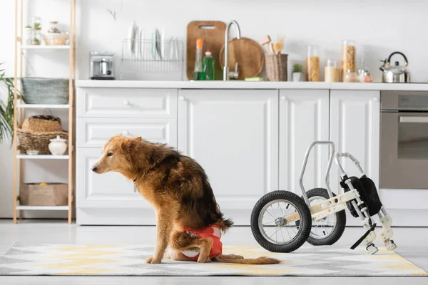 Cão com necessidade especial sentado perto de cadeira de rodas na cozinha — Fotografia de Stock