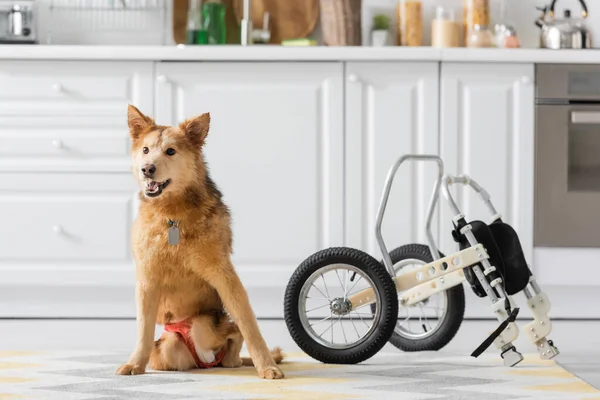 Собака-инвалид сидит на полу рядом с инвалидной коляской дома — стоковое фото