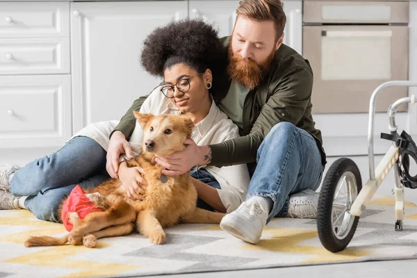 Homme barbu touchant chien handicapé près de petite amie afro-américaine à la maison — Photo de stock