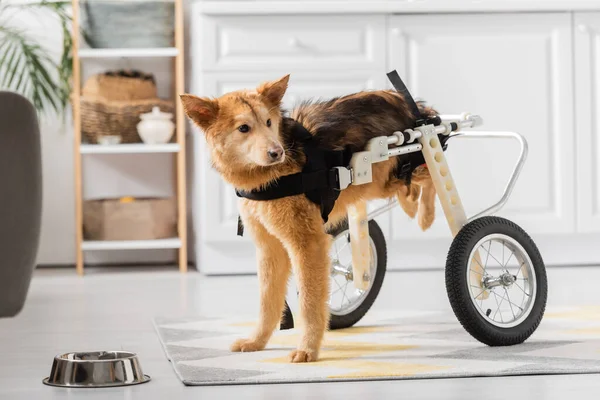 Handicapped dog in wheelchair standing near bowl on floor at home — Stock Photo