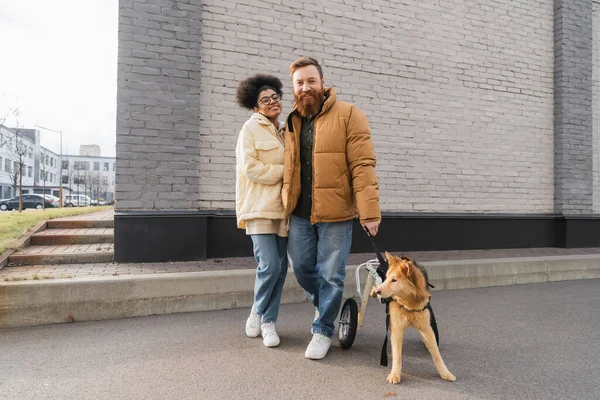 Positiva pareja multiétnica con perro discapacitado mirando a la cámara en la calle urbana - foto de stock
