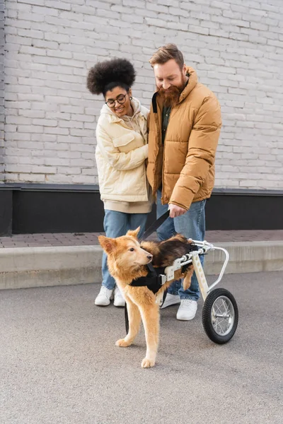 Sonriente pareja multiétnica mirando a perro discapacitado en silla de ruedas en la calle urbana - foto de stock