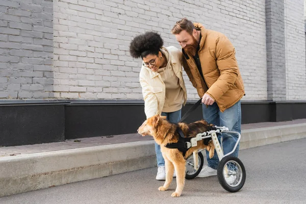 Souriant femme afro-américaine caressant chien en fauteuil roulant près de petit ami à l'extérieur — Photo de stock
