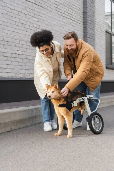 Positive multiethnic couple looking at dog with special needs on urban street — Stock Photo