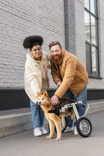 Smiling interracial couple looking at camera and petting dog with special needs on urban street — Stock Photo