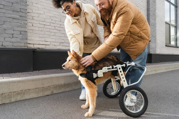 Улыбающаяся многонациональная пара ласкает собаку-инвалида в инвалидном кресле на открытом воздухе — стоковое фото