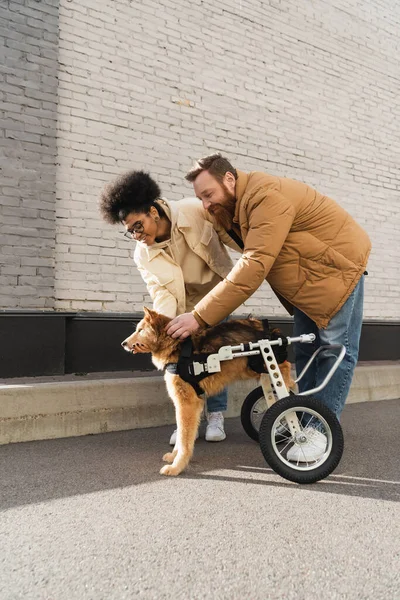 Sonriente pareja multiétnica acariciando perro discapacitado en la calle urbana - foto de stock