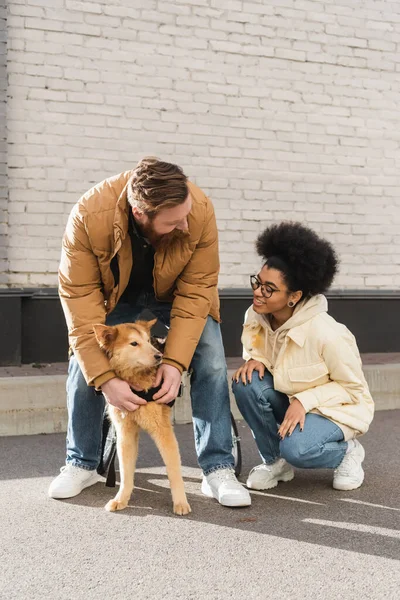 Femme afro-américaine souriante regardant son petit ami et son chien handicapé dans la rue urbaine — Photo de stock