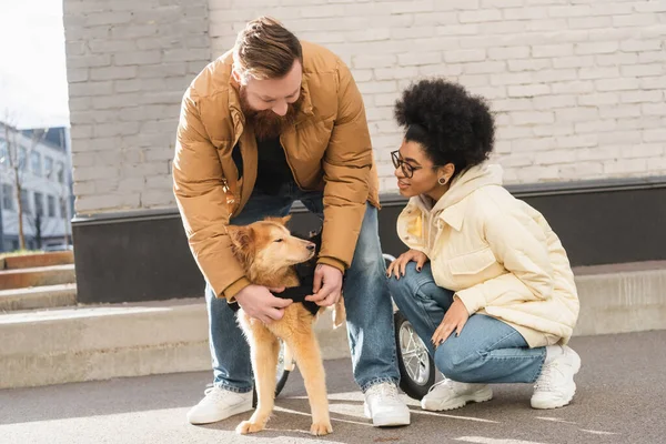 Alegre mujer afroamericana hablando con novio cerca de perro discapacitado en la calle urbana - foto de stock