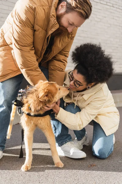Positivo africano americano mujer acariciando perro con especial necesidades cerca novio al aire libre - foto de stock