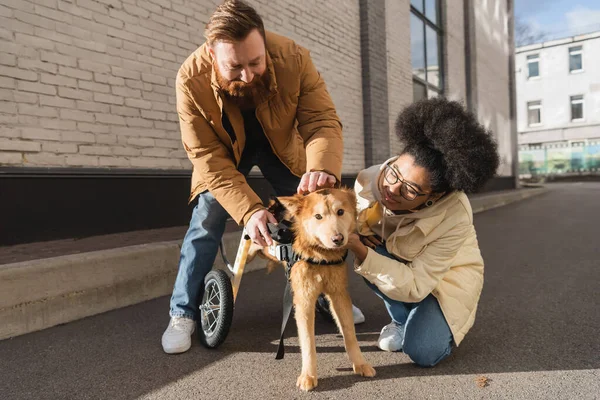 Casal multiétnico ajustando cadeira de rodas em cão com deficiência na rua urbana — Fotografia de Stock