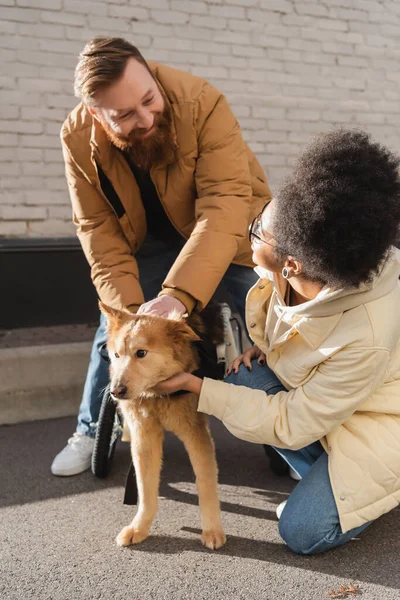 Lächelnder Mann schaut afrikanische amerikanische Freundin an, die behinderten Hund im Freien streichelt — Stockfoto