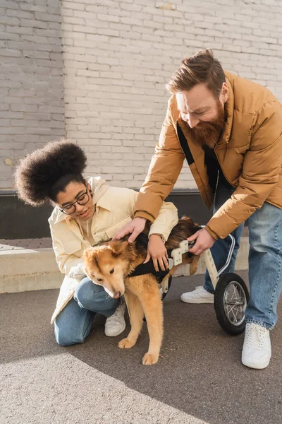 Couple multiethnique positif prenant soin de chien handicapé en fauteuil roulant dans la rue urbaine — Photo de stock