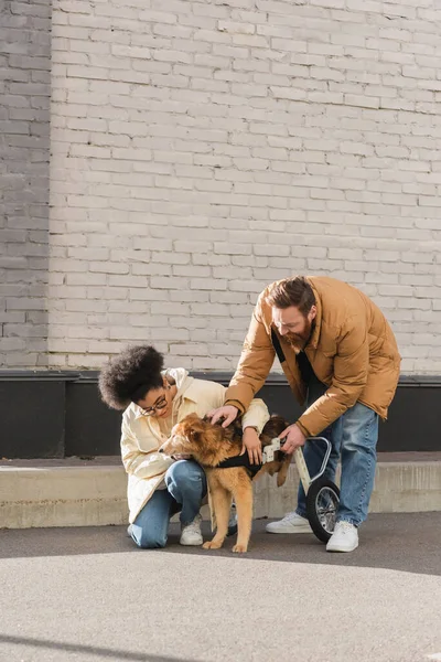 Multiethnic couple comforting disabled dog in wheelchair on urban street — Stock Photo