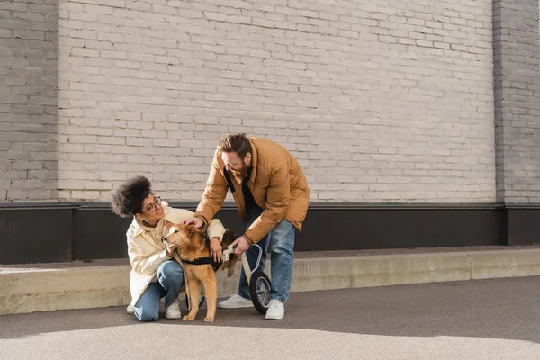 Positive Afroamerikanerin streichelt Rollstuhlhund neben Freund auf Stadtstraße — Stockfoto