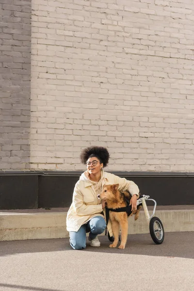 Mujer afroamericana positiva mirando hacia otro lado cerca de perro discapacitado en silla de ruedas en la calle urbana - foto de stock