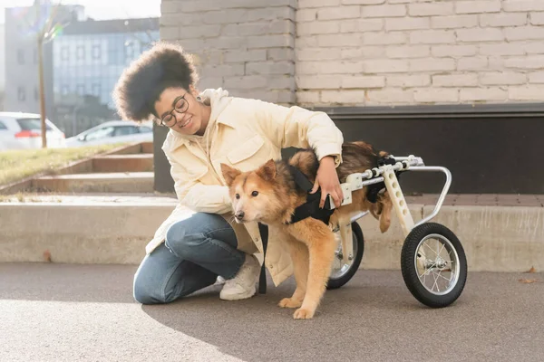 Africano despreocupado mujer americana mirando a perro con necesidades especiales en la calle urbana - foto de stock