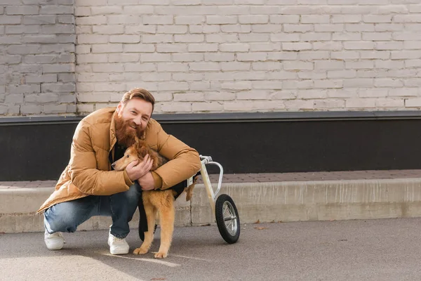 Barbudo hombre mirando a la cámara mientras abraza perro en silla de ruedas al aire libre - foto de stock