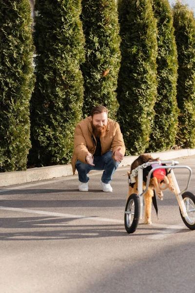 Hombre alegre extendiendo las manos mirando perro discapacitado en silla de ruedas caminando al aire libre - foto de stock