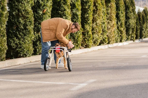 Vista lateral del hombre barbudo jugando con el perro discapacitado en la calle urbana - foto de stock