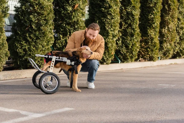 Mann mit Bart pflegt behinderten Hund im Rollstuhl — Stockfoto