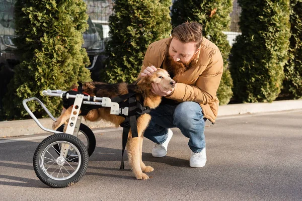 Hombre barbudo acariciando perro discapacitado en silla de ruedas en la calle en primavera - foto de stock