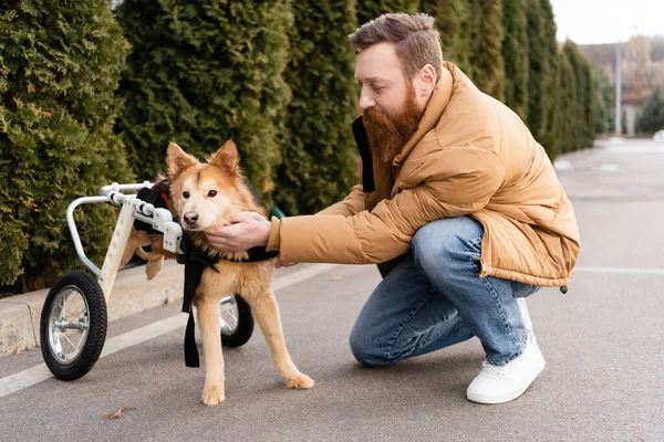 Homem barbudo reconfortante cão deficiente em cadeira de rodas na rua urbana — Fotografia de Stock