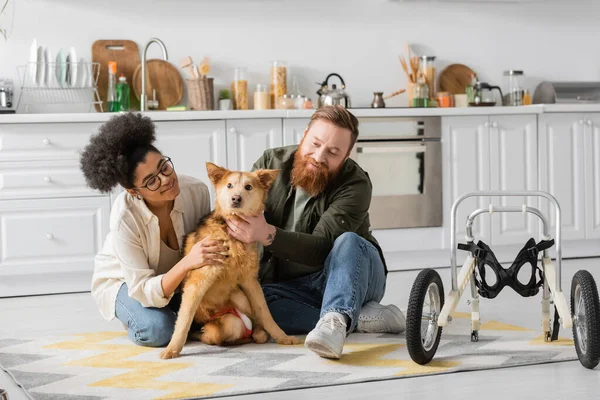 Positiva pareja multiétnica cuidando a perro discapacitado en cocina - foto de stock