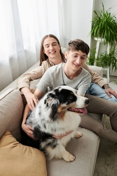 Unbekümmerte junge homosexuelle Paare betrachten pelzigen australischen Schäferhund, während sie Zeit auf der Couch in der Nähe verschwommener Pflanzen im modernen Wohnzimmer zu Hause verbringen — Stockfoto