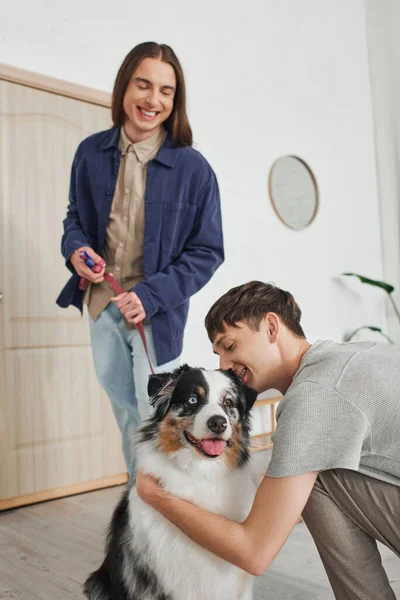 Lächelnder schwuler Mann kuschelt entzückenden australischen Schäferhund neben fröhlichem Freund mit langen Haaren an der Leine, während er in der Nähe der Tür im modernen Flur steht — Stockfoto